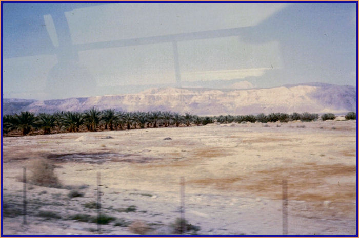 Turning south on the road to Qumran and Masada with palm trees by the side of the road